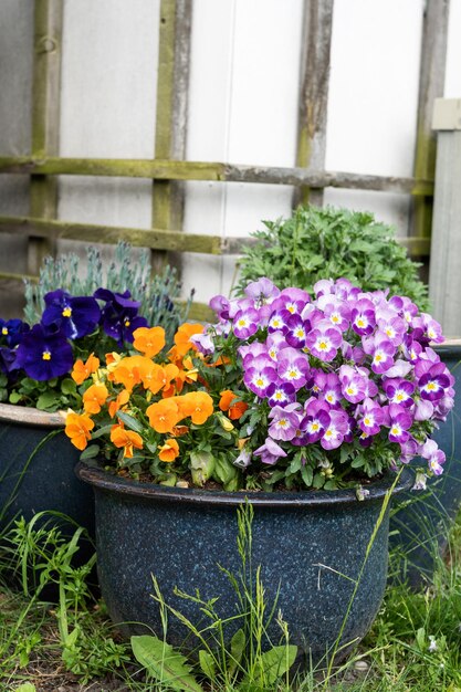 Large pot with colorful pansies in the garden spring viola tricolor flowers