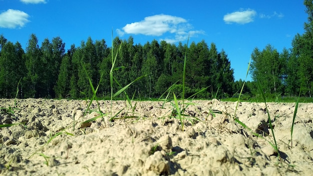 large potato field on the edge of the forest