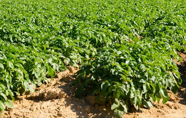 Large potato field with potato plants planted in nice straight rows