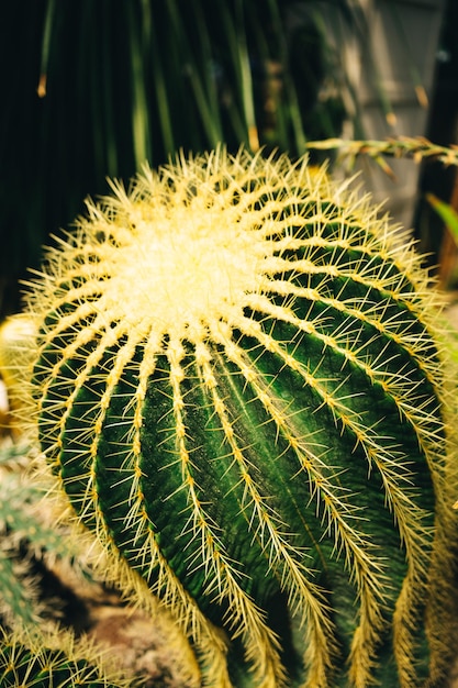 a large prickly cactus grows in a greenhouse