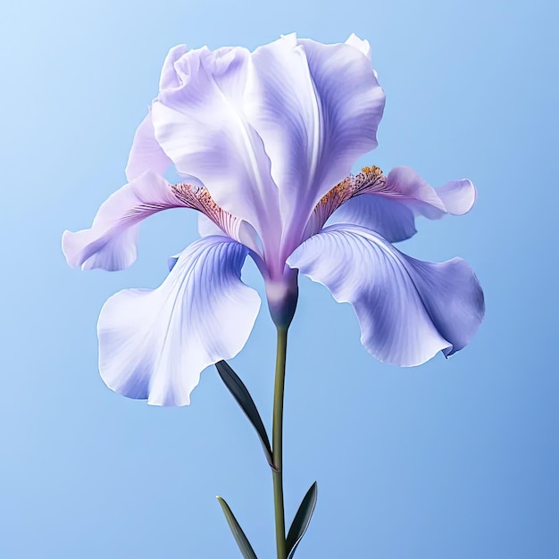 A large purple flower with a blue sky in the background