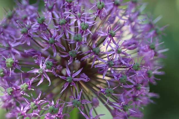 太陽の下で大きな紫色の観賞用タマネギの花夏の花