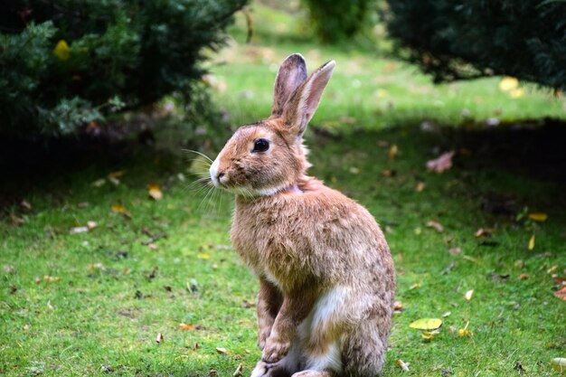 Large rabbit close-up sits on green grass in the park. Trees in the blurred background