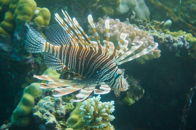 Photo large radial firefish at the coral reef