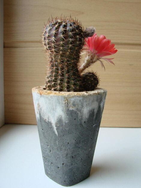 Photo large red bloom on hedgehog cactus in a pot at home three flowers at the same time blooming thorny plant