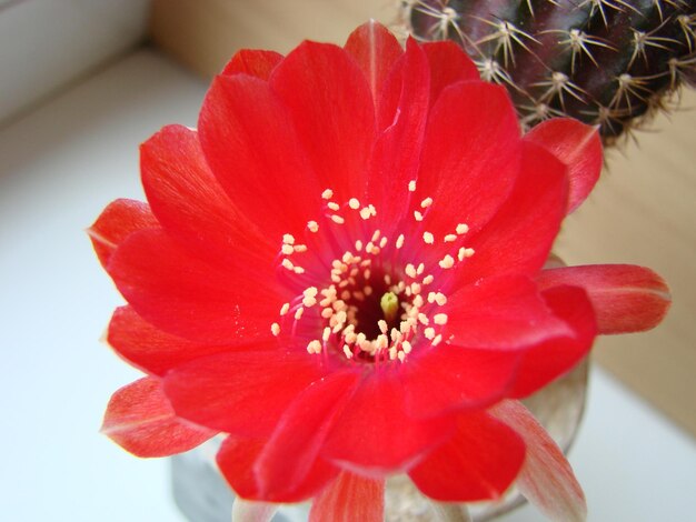 Photo large red bloom on hedgehog cactus in a pot at home three flowers at the same time blooming thorny plant