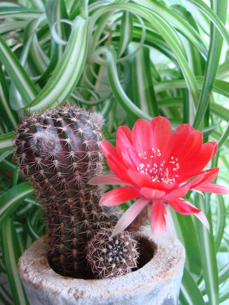 Large red bloom on hedgehog cactus in a pot at home three flowers at the same time blooming thorny plant