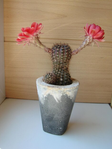 Large red bloom on hedgehog cactus in a pot Two flowers at the same time blooming thorny plant