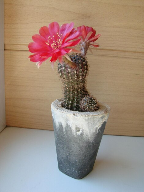 Photo large red bloom on hedgehog cactus in a pot two flowers at the same time blooming thorny plant