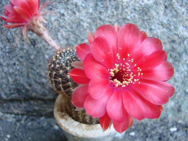 鉢の中のハリネズミサボテンに大きな赤い花が咲く 2 つの花が同時に咲くとげのある植物