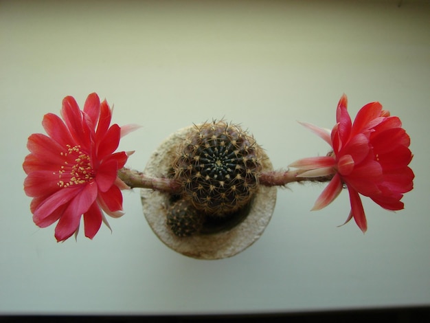 Фото Большой красный цвет на кактусе ежа в горшке. два цветка одновременно цветут колючим растением.