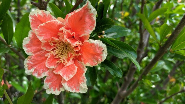 A large red flower of the pomegranate tree blooms in spring on a tree among green leaves