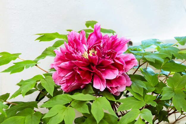 Large red flower of a woody peony on a light background