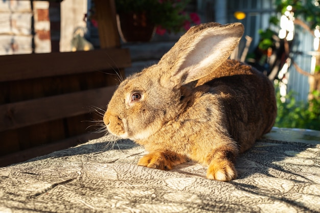 A large red rabbit with erect ears sits on the table and looks warily.