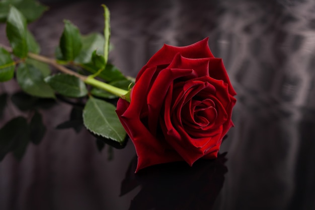 Large red rose is reflected on an unusual dark background