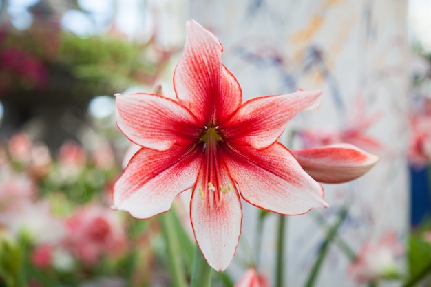 large red and white flowers.