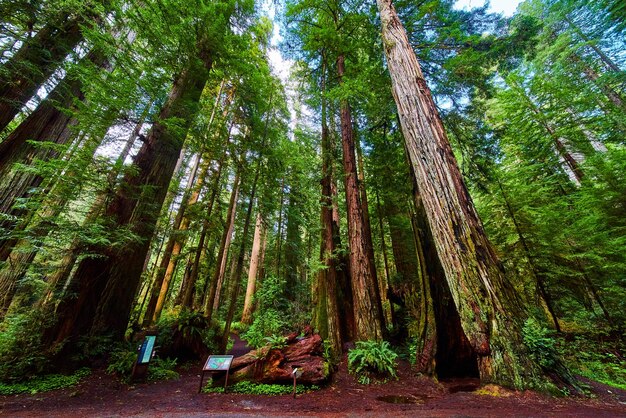 Large Redwood forest view with ancient trees and historical information signs