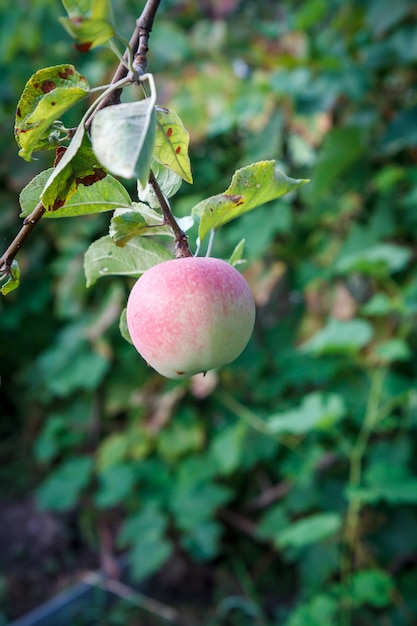 Grande mela matura su un ramo di albero in un frutteto.