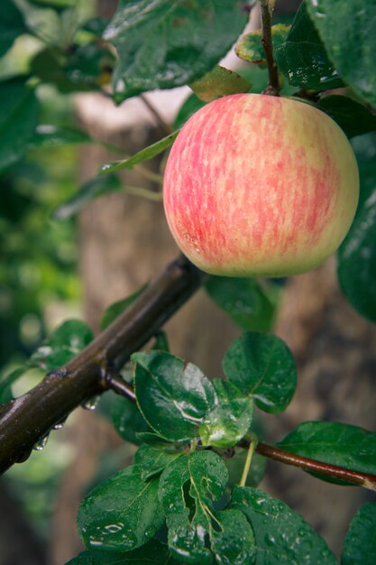 Large ripe apple on a tree branch in an orchard.