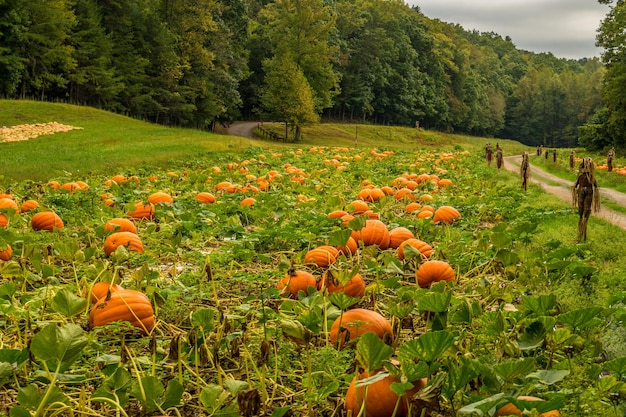 Large ripe pumpkins in a pumpkin patch laying on the ground waiting to be picked with scarecrows lining the road in the background in autumn