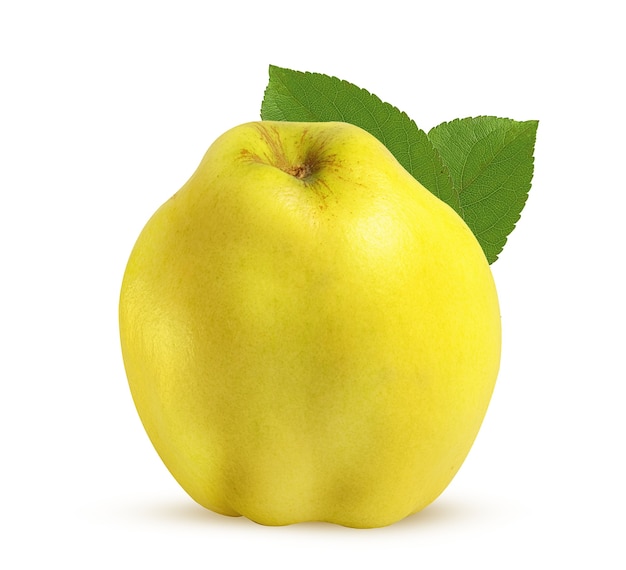 Large ripe quince with green leaves