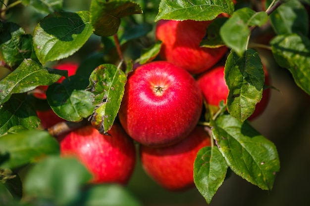 수확할 준비가 된 과수원의 나뭇가지에 매달려 있는 큰 익은 빨간 사과