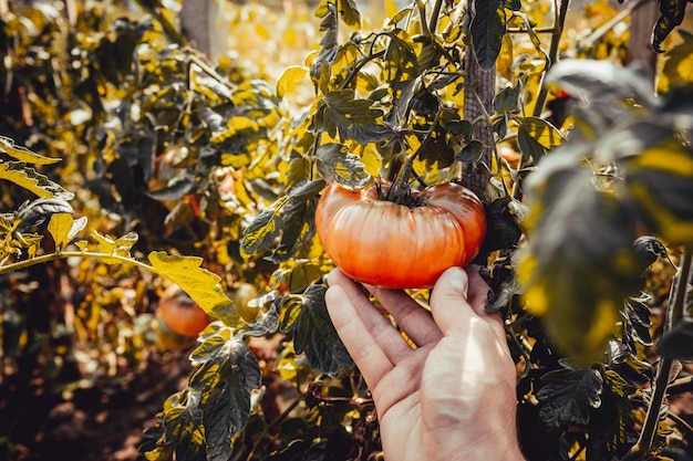 A large ripe tomato in the hand