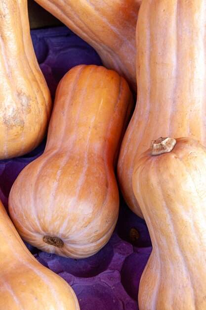 Large ripe yellow pumpkins lie in a purple box