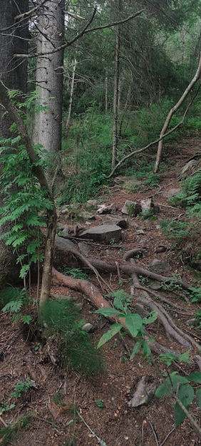 A large rock on the ground