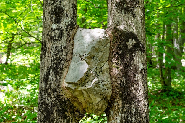 A large rock in a tree is being cut into a tree.