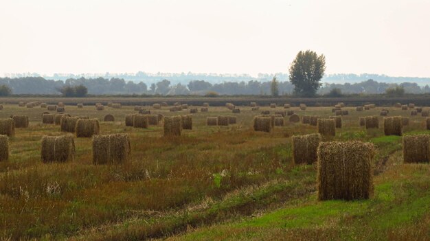 Grandi rotoli di paglia nel campo