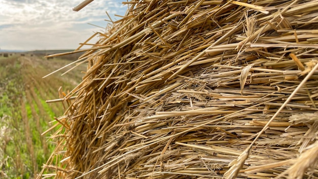 Large rolls of straw in the field