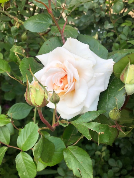 Large rose flower photo