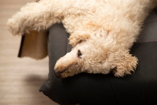 large royal uncut white poodle lying on the sofa