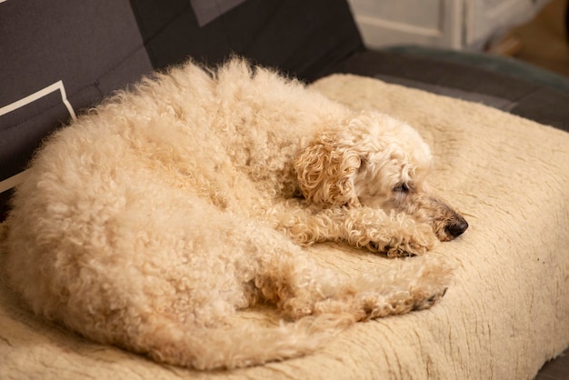 large royal uncut white poodle lying on the sofa