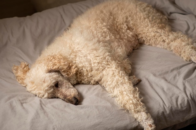 large royal uncut white poodle lying on the sofa