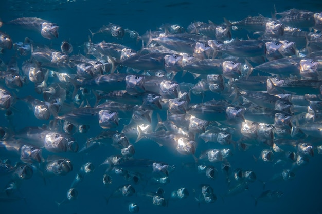 Photo large school of bigmouth mackerels shining in the sun during diving in the red sea