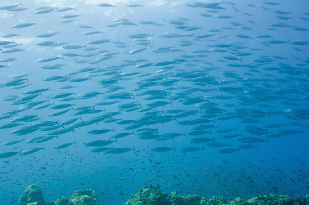 大きな魚の群れ