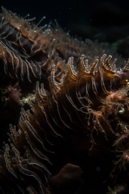 A large sea anemone with a black background