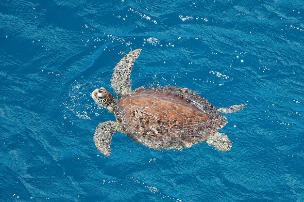 Large sea turtle swimming in ocean off st croix