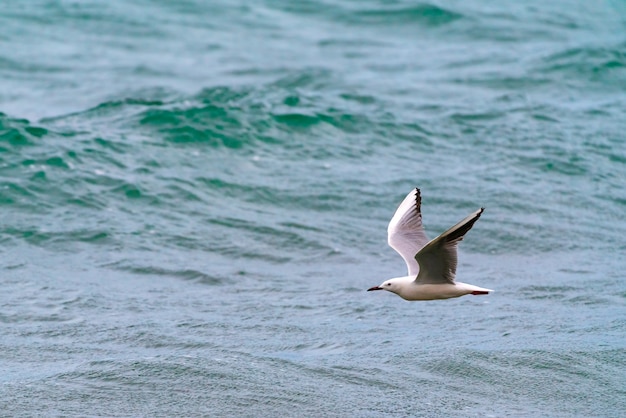 Large seagull bird in flight