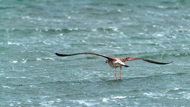 Large seagull in flight