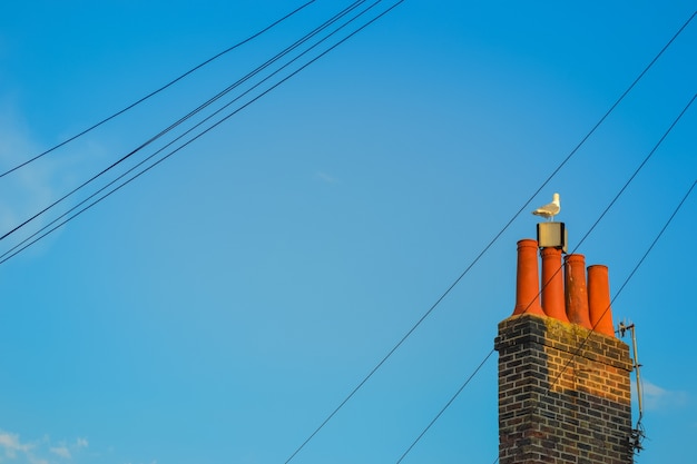 Large seagull sits on a red chimney pipe