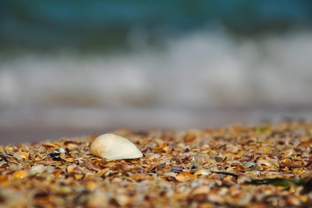 A large seashell on the beach against the background of a white lamb wave