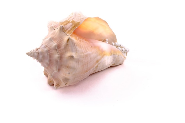 Large seashell on white