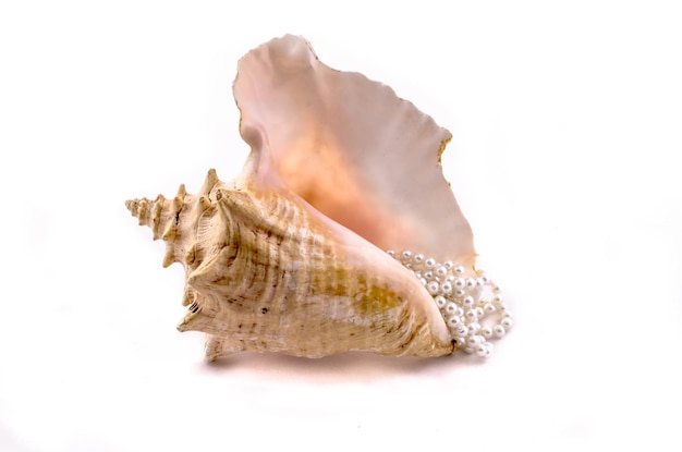 Large seashell on white