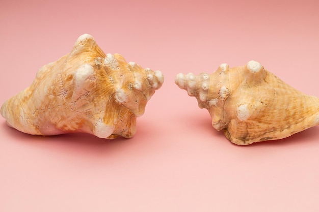 Large seashells on a pink background