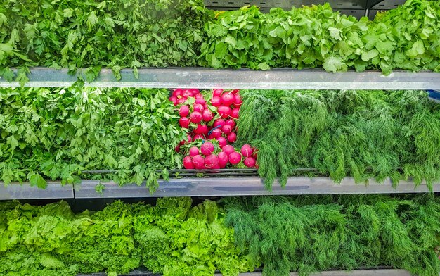 A large selection of fresh herbs and vegetables on the counter Green dill red radish lettuce