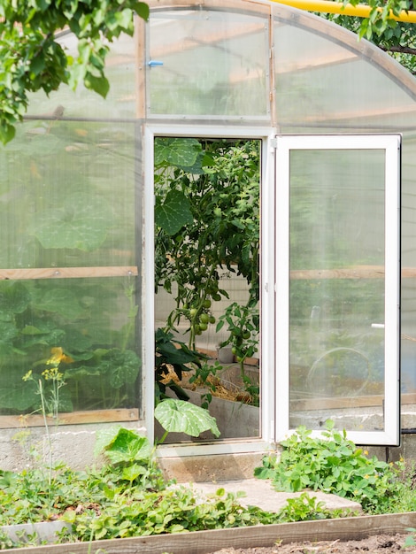 Large semicircular polycarbonate greenhouse with an open door