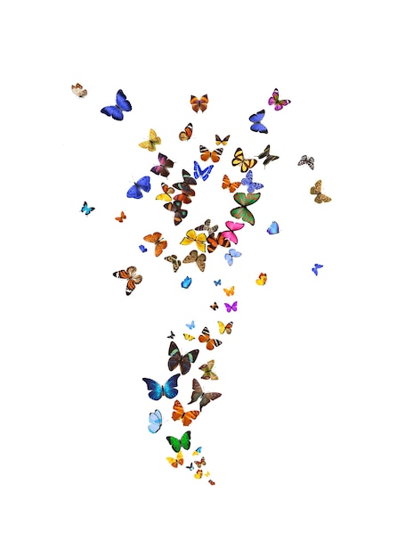 A large set of flower-shaped butterflies is isolated against a white background. tropical moths. High quality photo